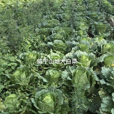 黄心山地大白菜，产地直发，品质保证可长期供应