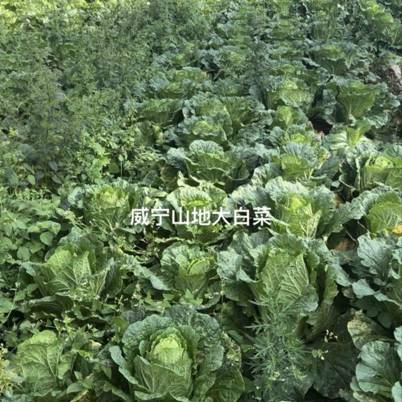 黄心山地大白菜，产地直发，品质保证可长期供应