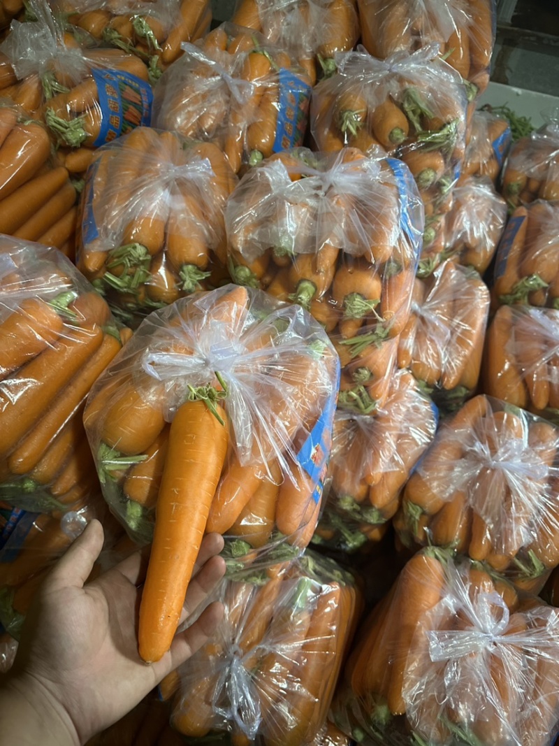 《推荐》河北邯郸精品红罗卜量大价优