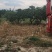 山西基地山楂树3_20公分