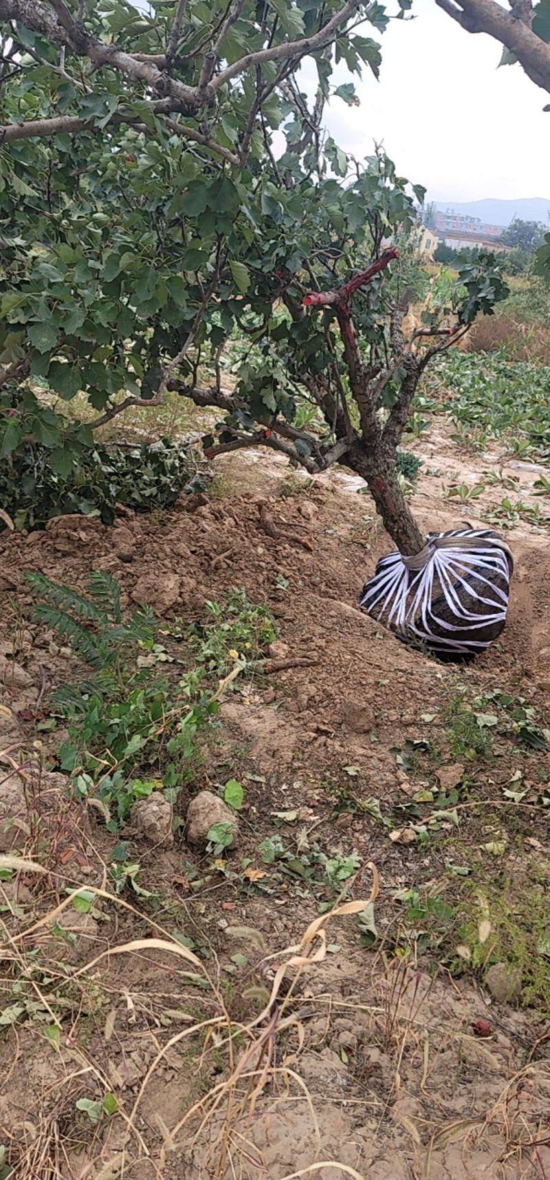 山西基地山楂树3_20公分
