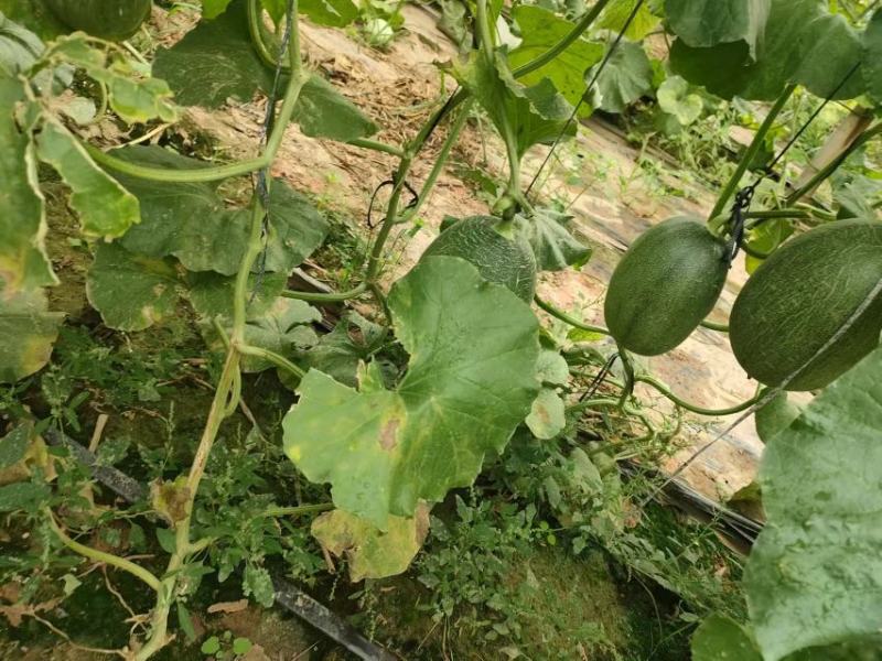晓蜜25哈密瓜小蜜瓜产地直供保质保量可对接商超电商全国发