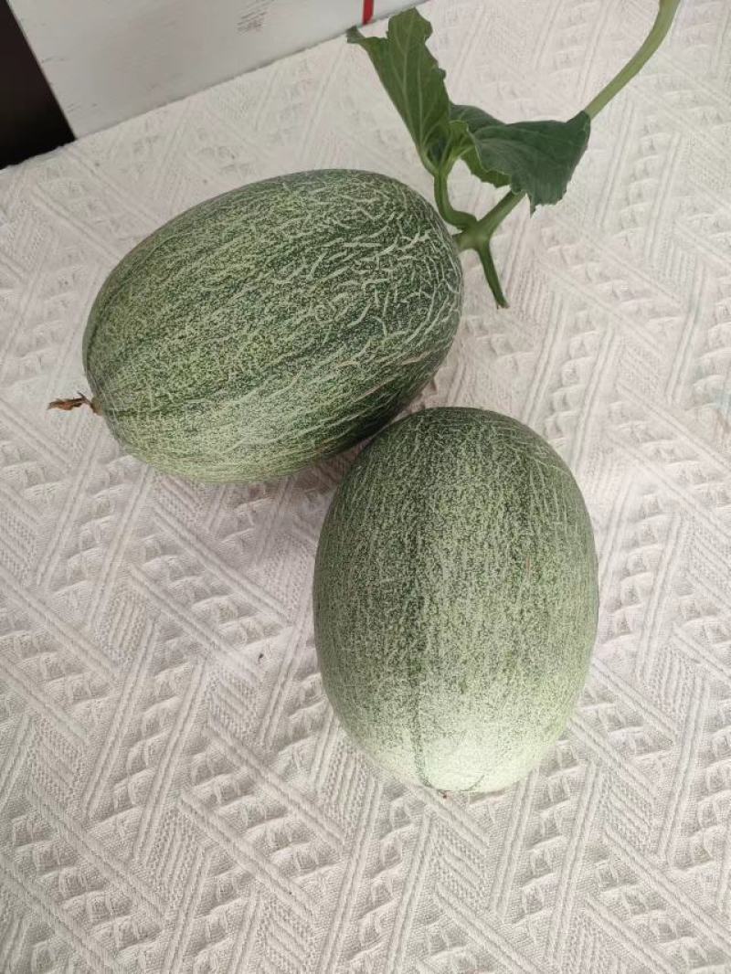 晓蜜25哈密瓜小蜜瓜产地直供保质保量可对接商超电商全国发
