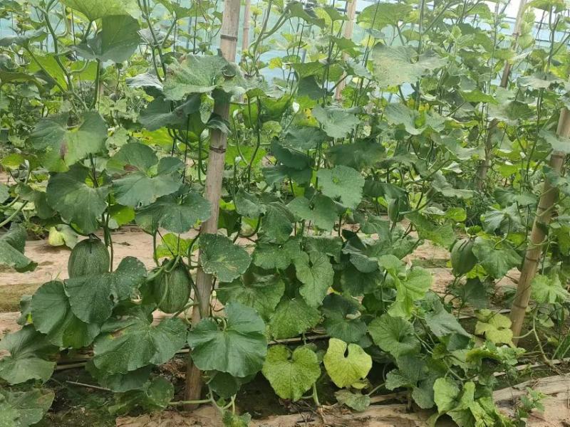晓蜜25哈密瓜小蜜瓜产地直供保质保量可对接商超电商全国发