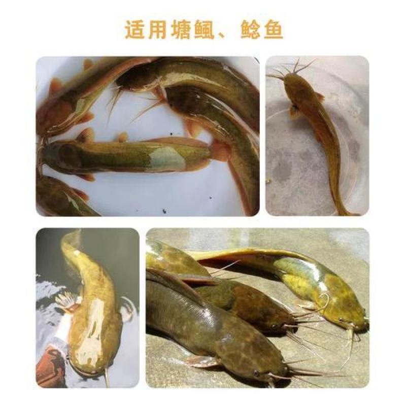 36蛋白塘虱膨化浮水配合饲料