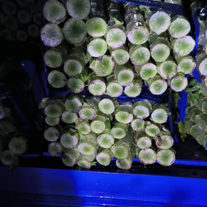 精品三青皮莴笋尖叶莴苣无空心坏烂包赔诚信经营批发团购量大从优