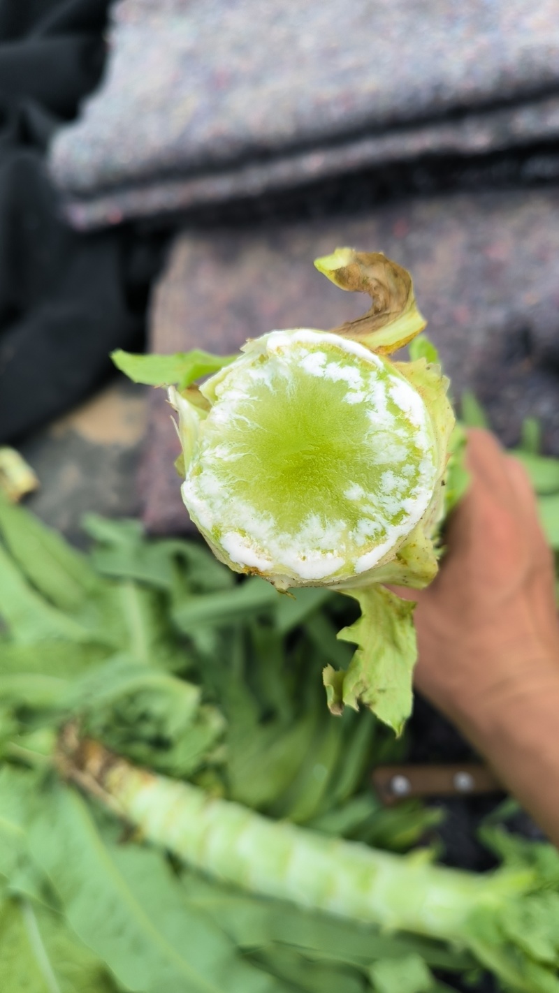 精品三青皮莴笋尖叶莴苣无空心坏烂包赔诚信经营批发团购量大从优