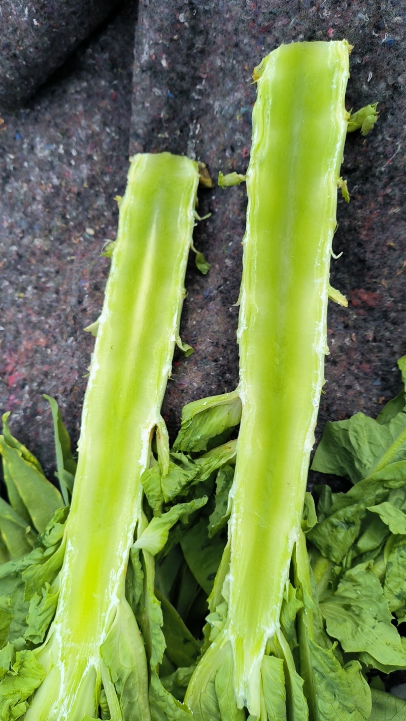 精品三青皮莴笋尖叶莴苣无空心坏烂包赔诚信经营批发团购量大从优