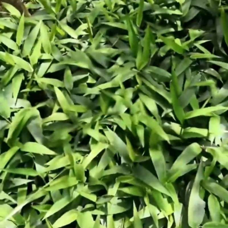 淡竹叶苗淡竹叶
