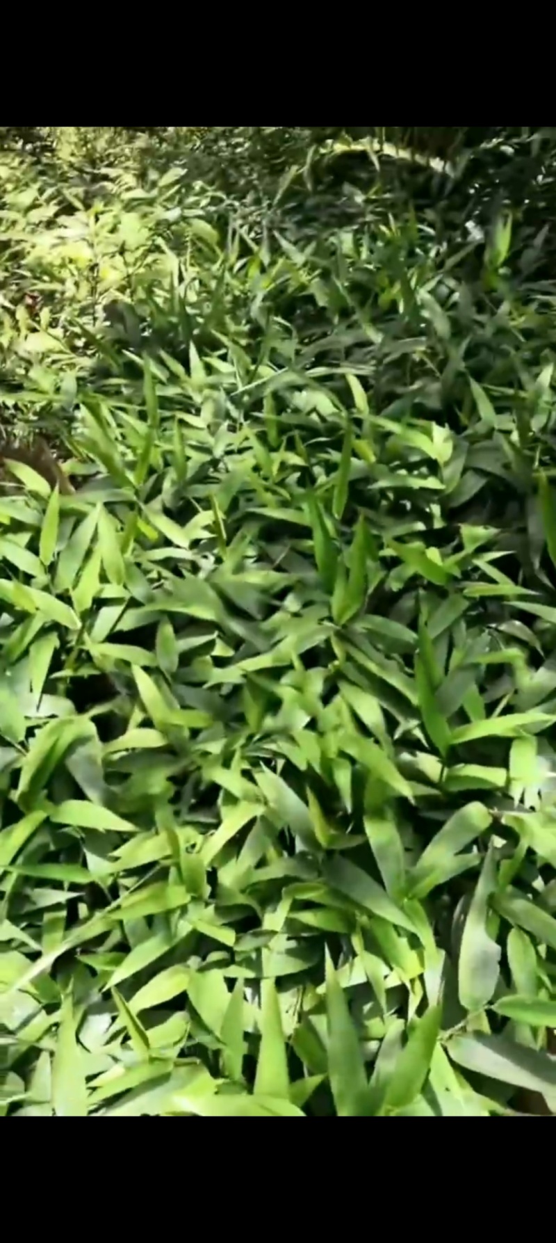淡竹叶苗淡竹叶