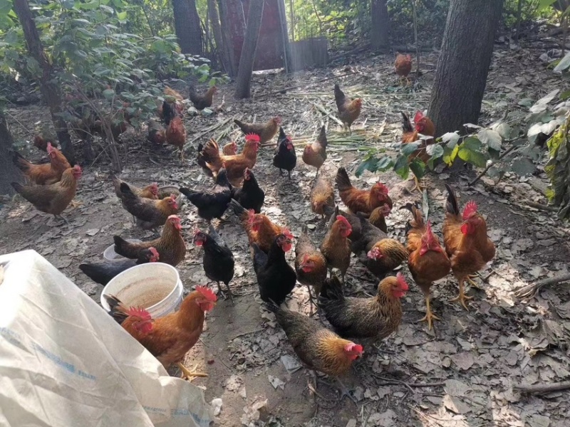 大型鸡蛋养殖场