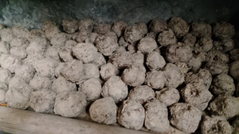 湖北魔芋，鄂魔一号种子货源充足价格可谈欢迎联系