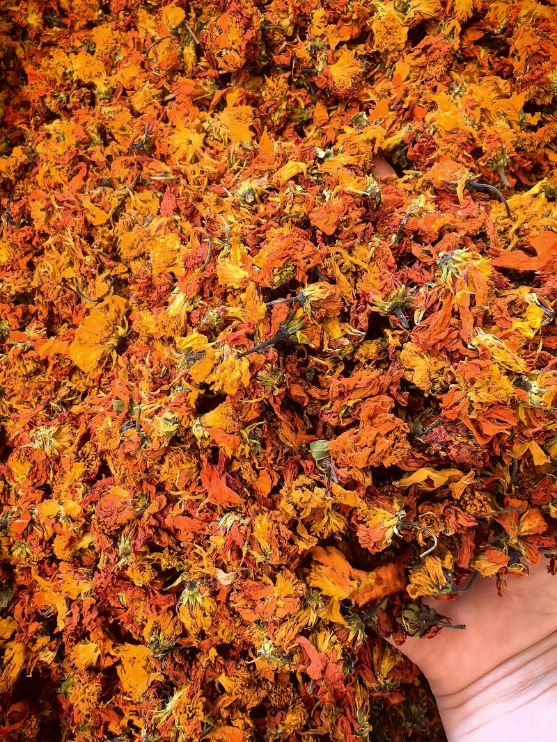 精选冰菊
