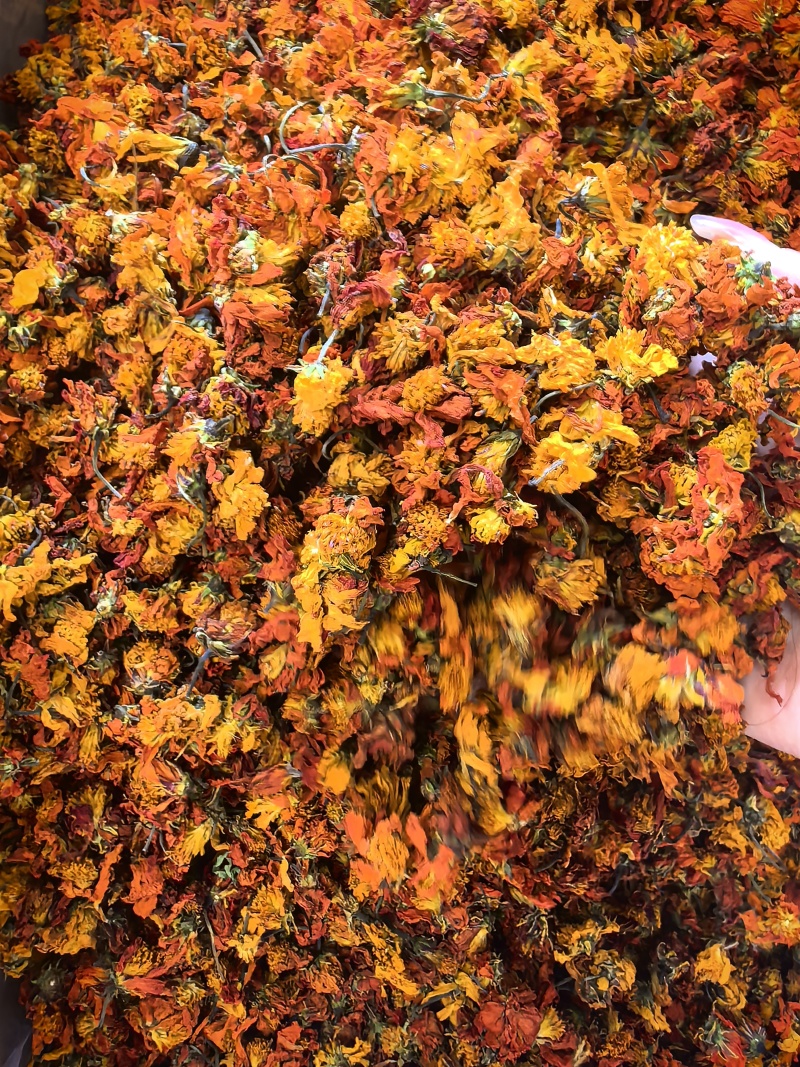 精选冰菊
