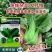 油绿杂交12月慢青菜种子耐寒耐抽苔青梗菜种籽四季小青菜籽
