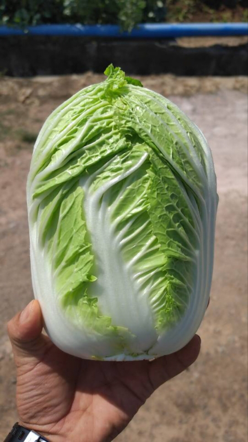 云南精品黄心白菜大量上市品质保证一手货源量大从优