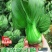 油绿杂交12月慢青菜种子耐寒耐抽苔青梗菜种籽四季小青菜籽