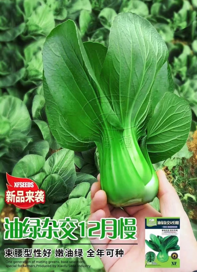 油绿杂交12月慢青菜种子耐寒耐抽苔青梗菜种籽四季小青菜籽