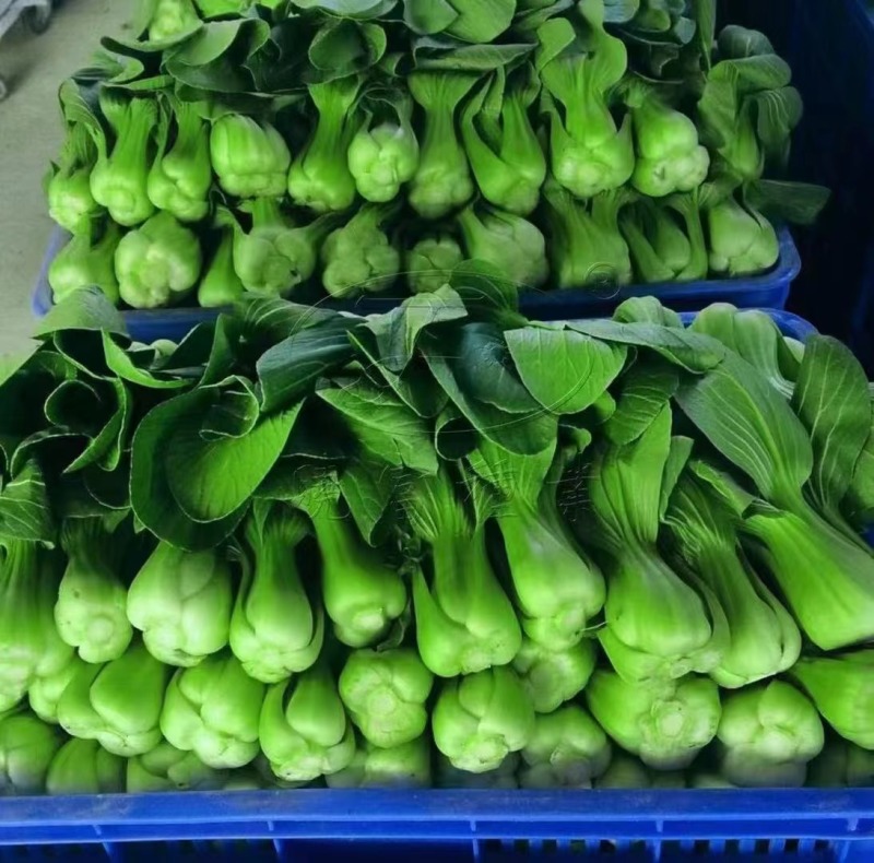 油绿杂交12月慢青菜种子耐寒耐抽苔青梗菜种籽四季小青菜籽