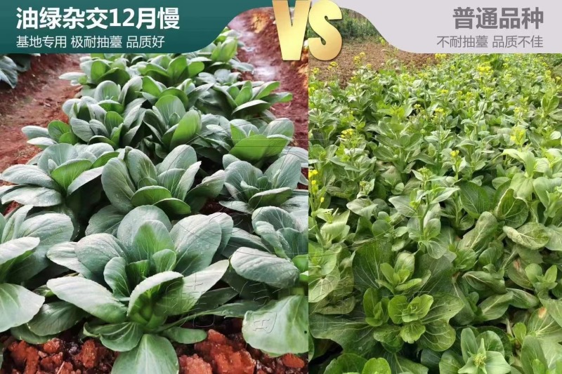 油绿杂交12月慢青菜种子耐寒耐抽苔青梗菜种籽四季小青菜籽