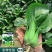 油绿杂交12月慢青菜种子耐寒耐抽苔青梗菜种籽四季小青菜籽