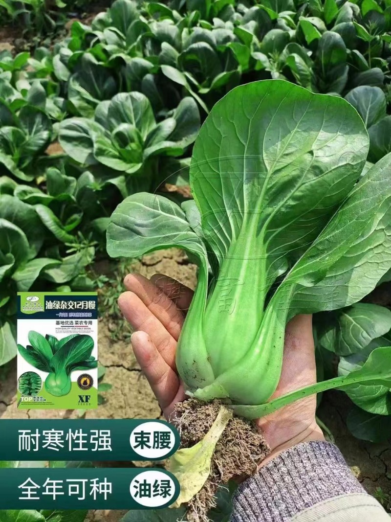 油绿杂交12月慢青菜种子耐寒耐抽苔青梗菜种籽四季小青菜籽