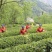 恩施高山富硒生态红茶量大质优价格优惠欢迎咨询采购