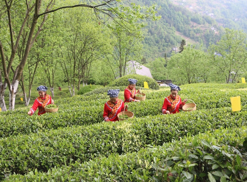 恩施高山富硒生态红茶量大质优价格优惠欢迎咨询采购