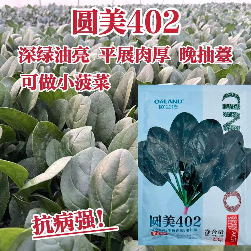 欧兰德耐寒菠菜种子圆美402高产杂交一代菠菜种籽春秋抗病