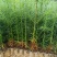 精品杉木苗一年苗质量保规格齐全基地直销价格优惠一手货源