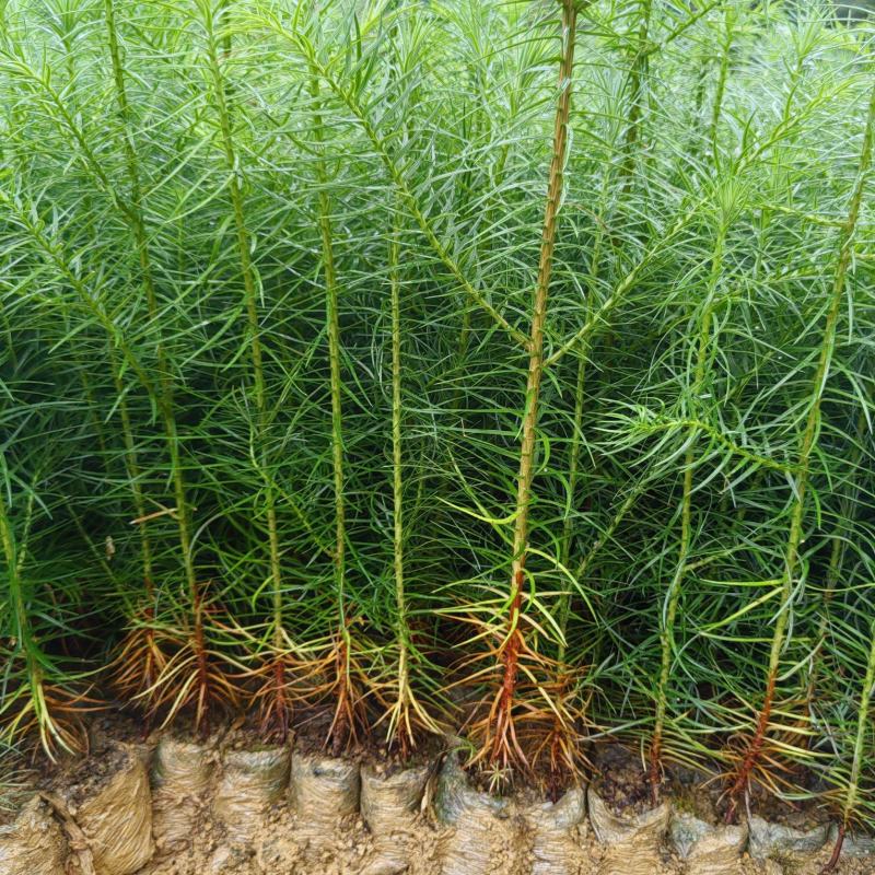 精品杉木苗一年苗质量保规格齐全基地直销价格优惠一手货源