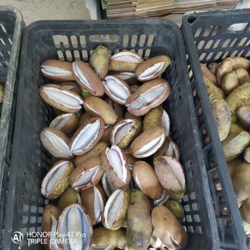 八月瓜
