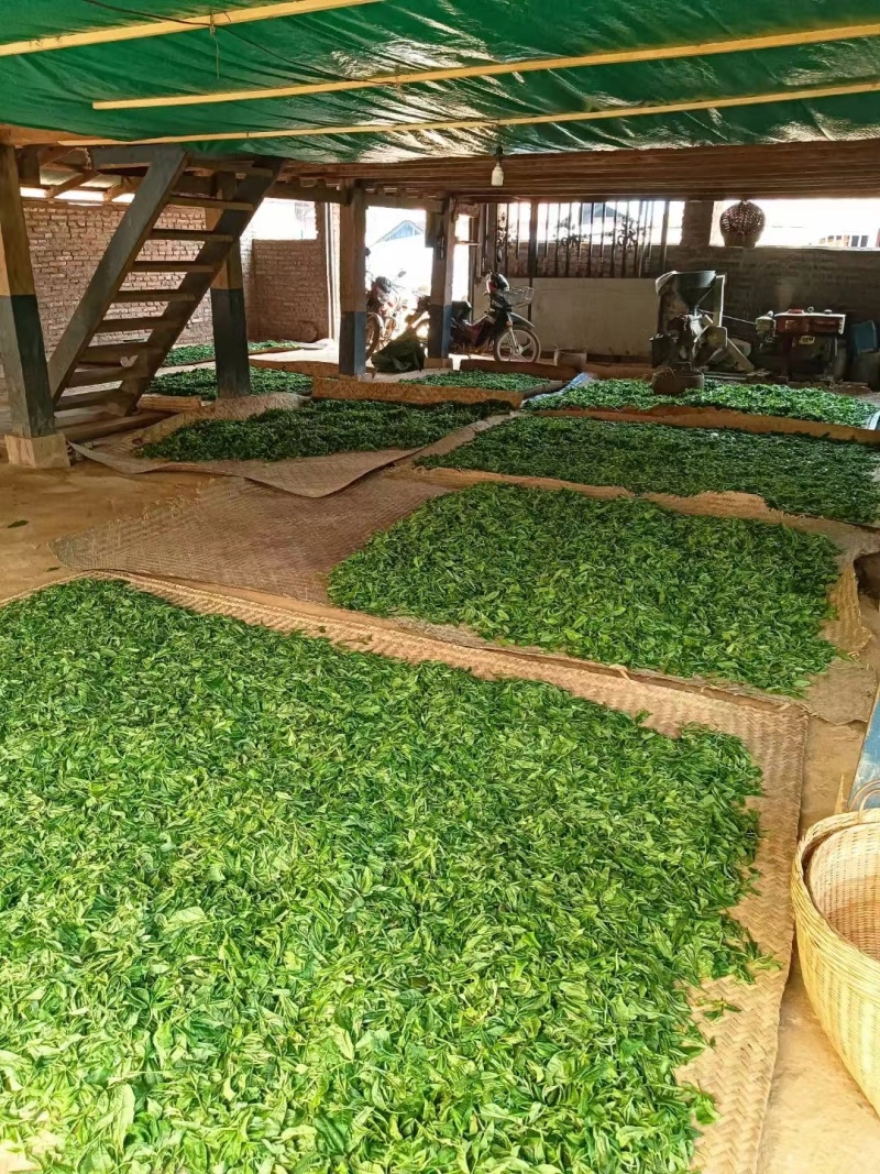 普洱茶生茶散茶冰岛古树茶