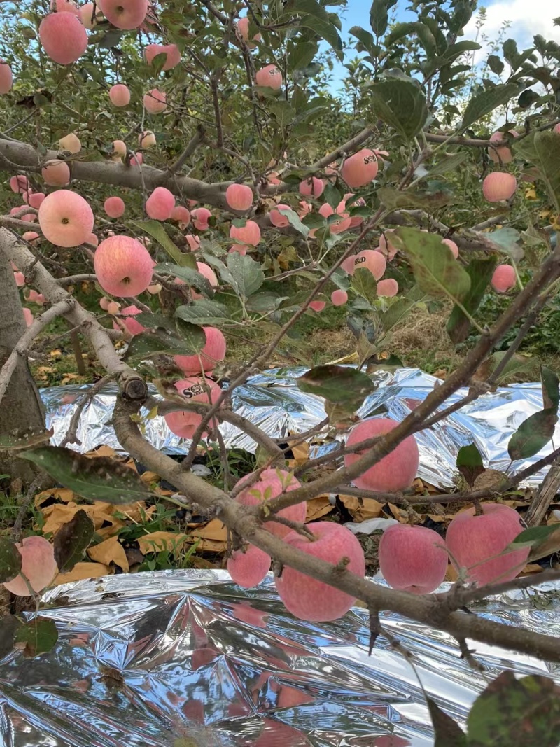 高山红富士纸袋，膜袋，纸加膜苹果都有，硬度好。甜，亮度好