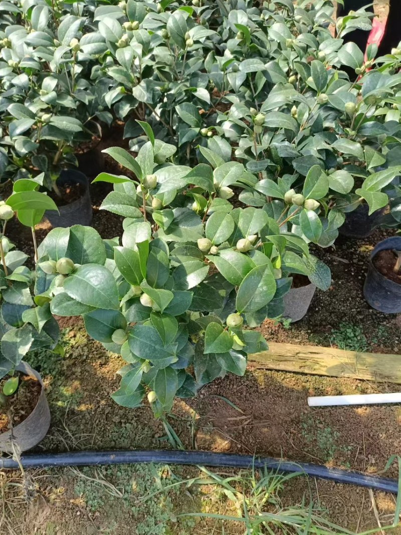 基地直销科瑞墨盆栽花卉