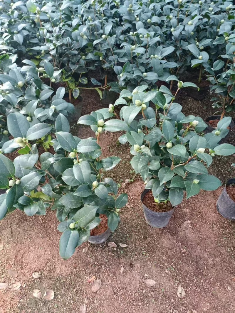 基地直销科瑞墨盆栽花卉