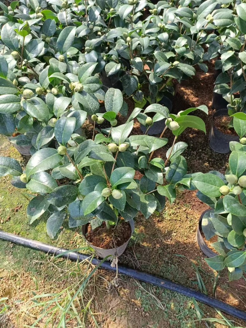 基地直销科瑞墨盆栽花卉