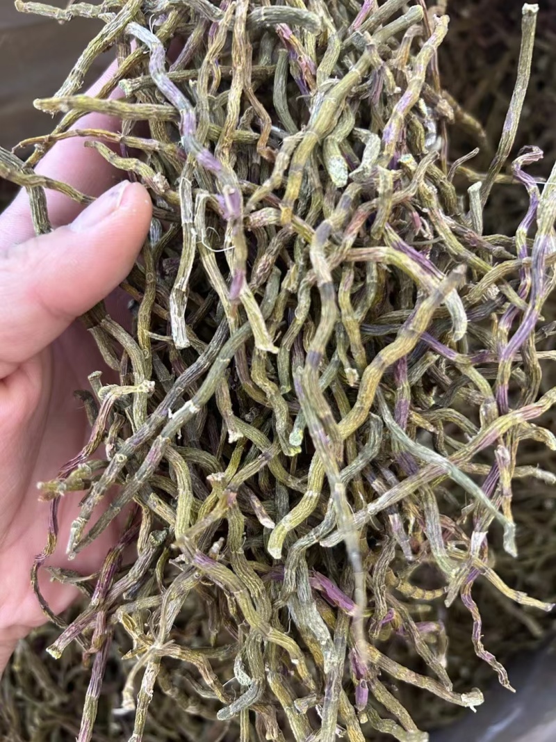 铁皮石斛芽条现货供应一手货源全化渣对接全国电商批发商