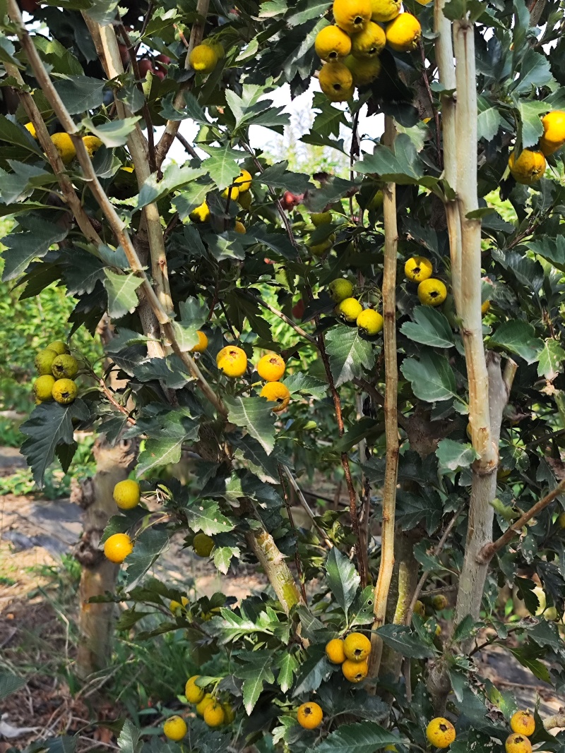 山楂树苗