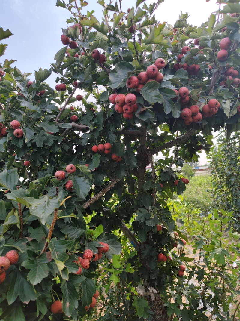 山楂树苗