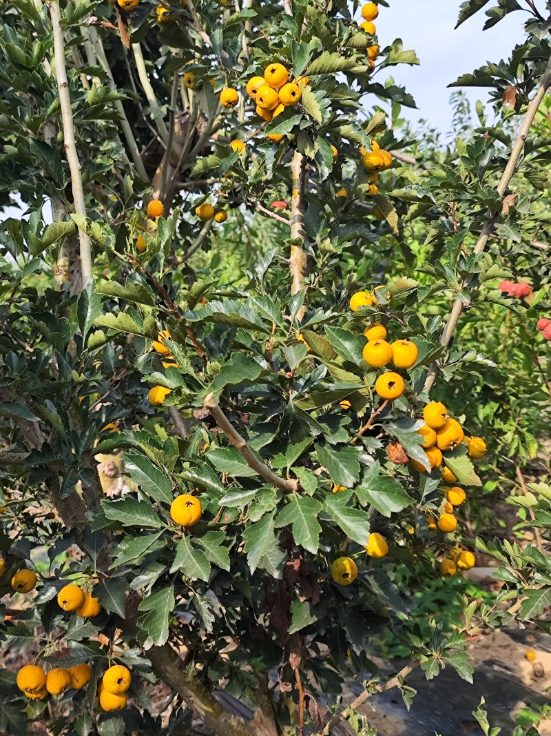 山楂树苗