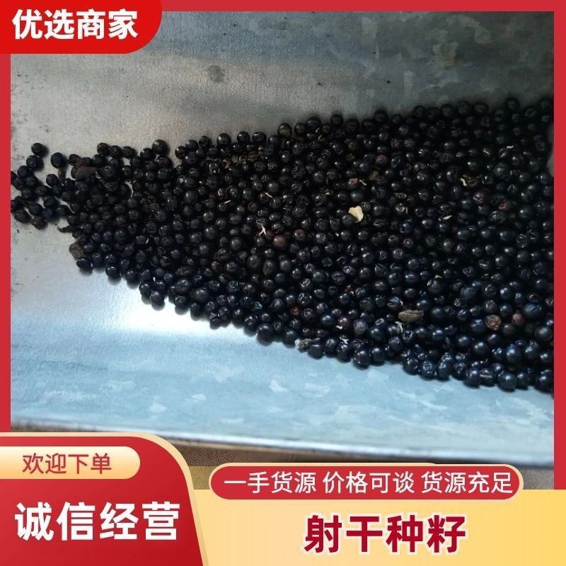 高产射干种子24年纯新种子包出芽包邮免费提供种植技术