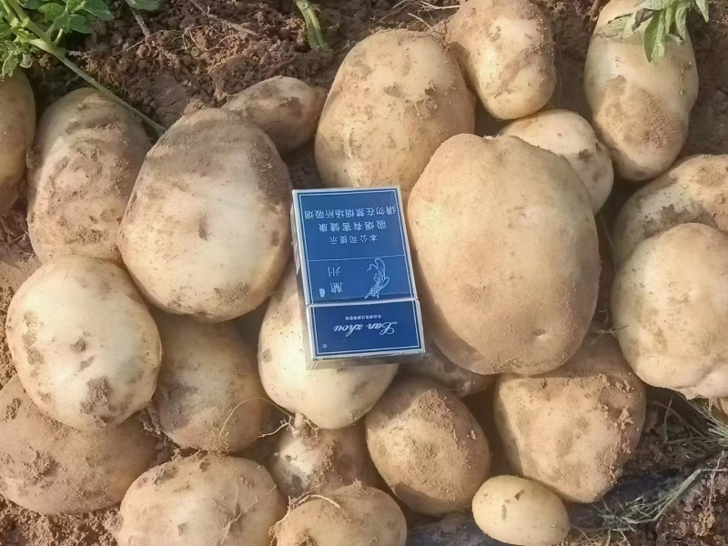 湖北精品v7土豆，产地直发，一手货源，质量保证，规格齐全