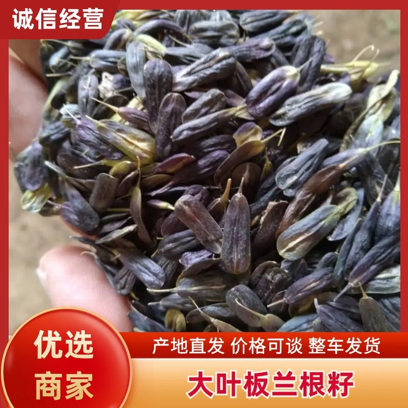 高产板蓝根种子大叶小叶都有支持在线交易