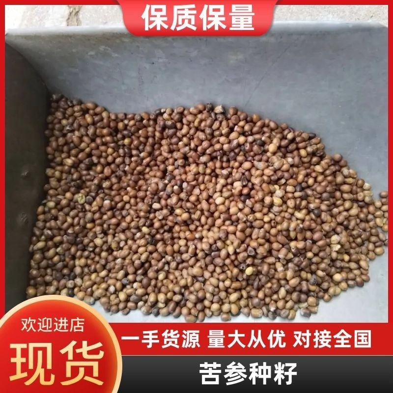 新苦参种子种植简单价值不菲对土壤要求不严可在线交易