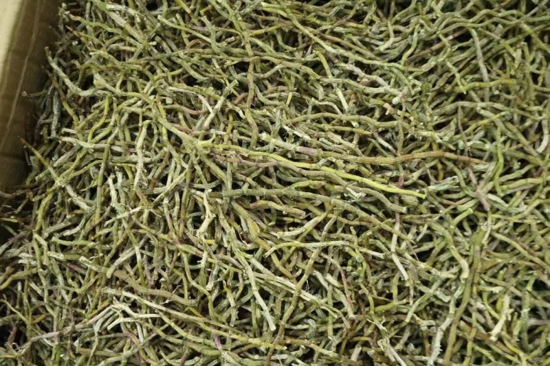 铁皮石斛芽条现货供应一手货源全化渣对接全国电商批发商