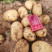 湖北黄心土豆，新鲜现挖沃土5号，大量上市，价格优惠，欢迎咨询
