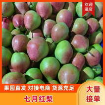 【推荐】山西七月红梨电商团购大量供应保质保量
