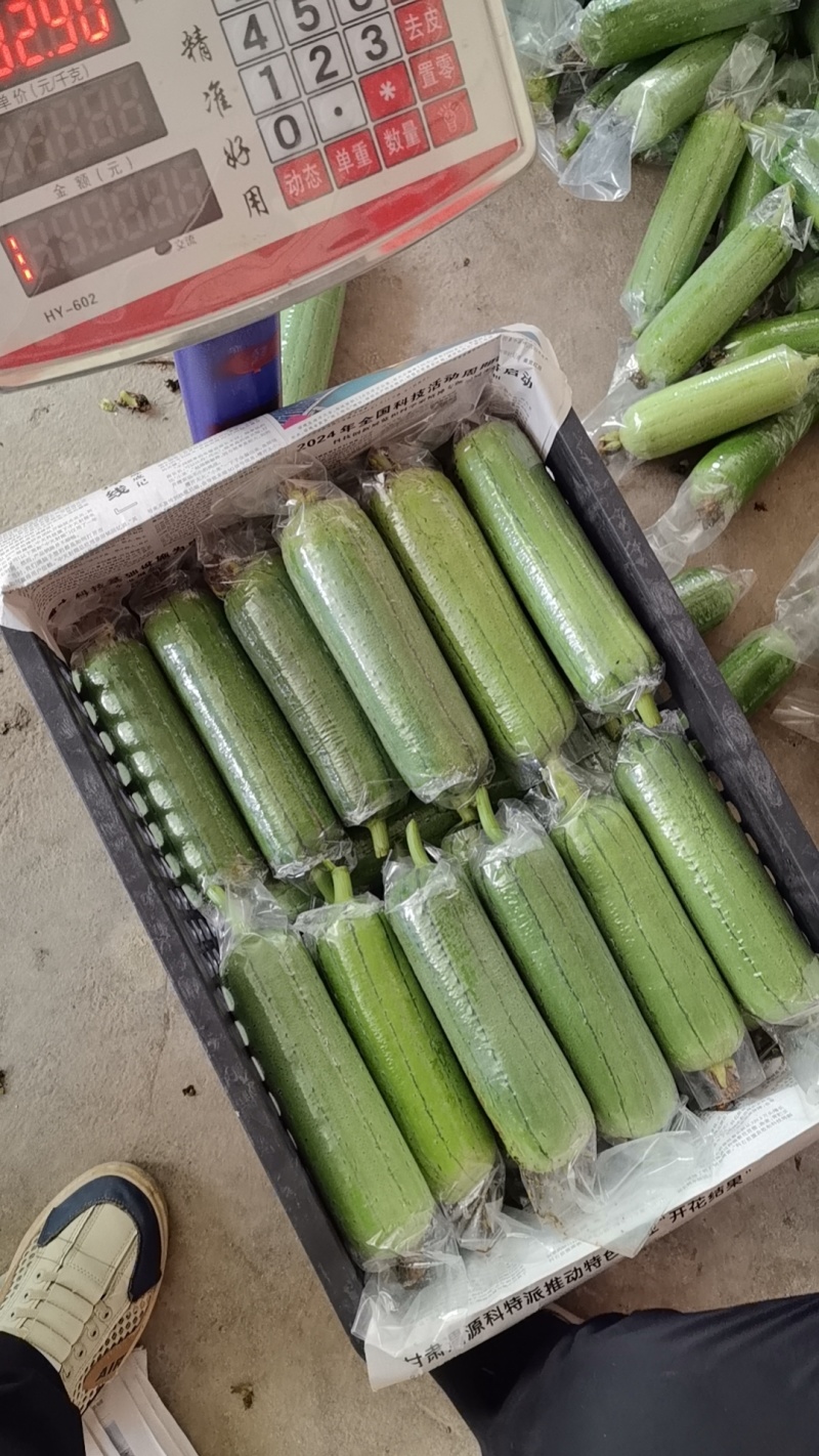水瓜丝瓜广西水瓜供应