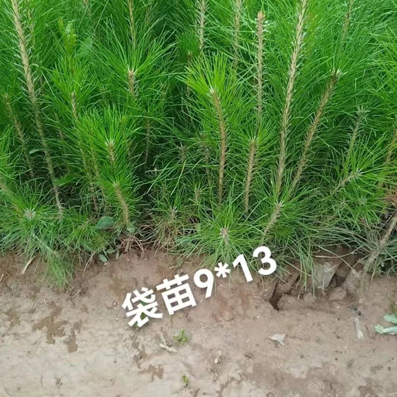 油松苗，袋苗